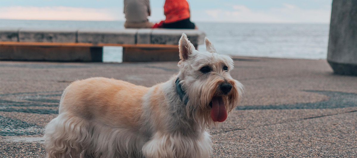 Lujo y libertad se sienten mejor con el sonido del mar de fondo. Puerto Vallarta es ese rincón donde la naturaleza y el confort se encuentran para regalarte momentos inolvidables. 🌴🍹
.
.
🔗 pinnacleresortspv.com/es/blog/puerto…
.
#puertovallarta #luxuryresorts #pinnacleresorts