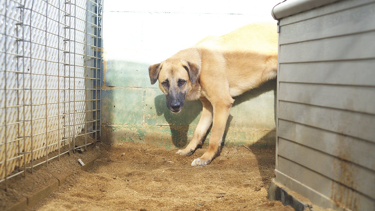 protemataro's tweet image. 🐾 Ajuda’ns a transformar la por en esperança! 💜 Amb la teva donació a la campanya Integra'ls, podem posar la seva fragilitat emocional en mans d’experts i donar-los una segona oportunitat. 🙏🐶🐱 📲 Dona aquí 👉 protectoramataro.org/integrals/ #Fràgils #Emocions #Por