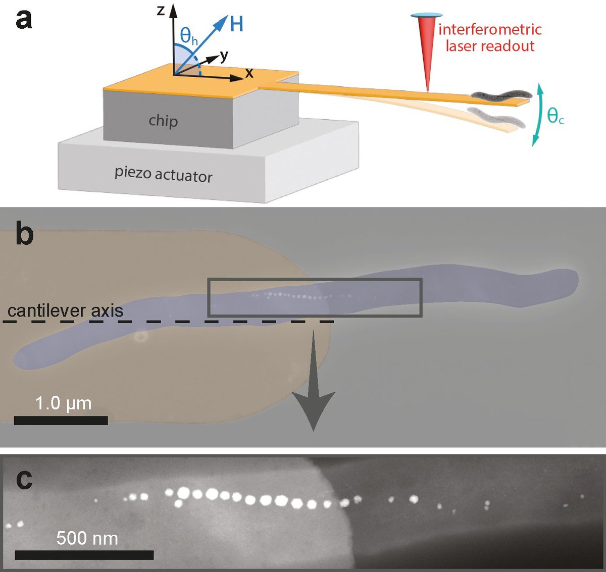 How do bacteria sense Earth’s magnetic field? 🧲

Scientists revealed the configuration of magnetosomes, their progression, and the total magnetic moment and effective magnetic anisotropy of a chain of magnetosomes within a single bacterium.

🔗 go.aps.org/4btkKLZ