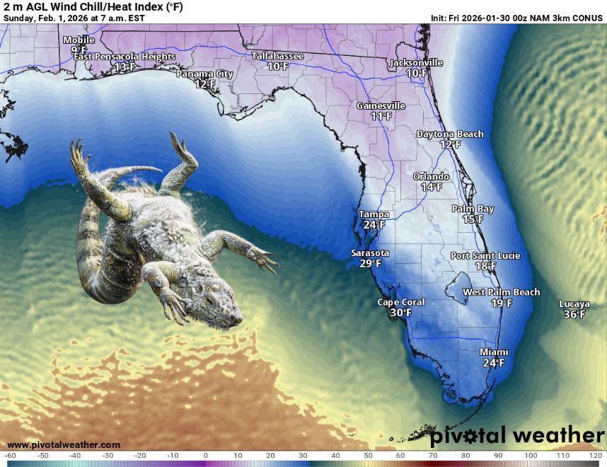 MaxVelocityWX's tweet photo. FALLING IGUANA WARNING for Florida on Sunday, with wind chills in the 10s and 20s, actual temperatures will range from 21-36 degrees 🥶 🦎 https://t.co/Wq1UDWd1gy