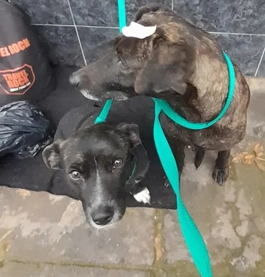 Ye94316774's tweet photo. Buenas a todos.
Lamentablemente aún las perritas siguen en ese lugar de mierda 😔
Estoy juntando para comprarles una nexgard spectra, la necesitan urgente.
Vale $33000, para las dos. 
Recuerden que tengo 15 🐕 a cargo mío, todo lo que trabajo se me va en ellos,y en mi familia, ya que yo soy quien mantiene todo.
Yeszam
(Yesica Alejandra zamudio)
Es mi alias para colaborar. Lamento mucho tener que pedir, pero de otra manera no puedo ayudar 🆘