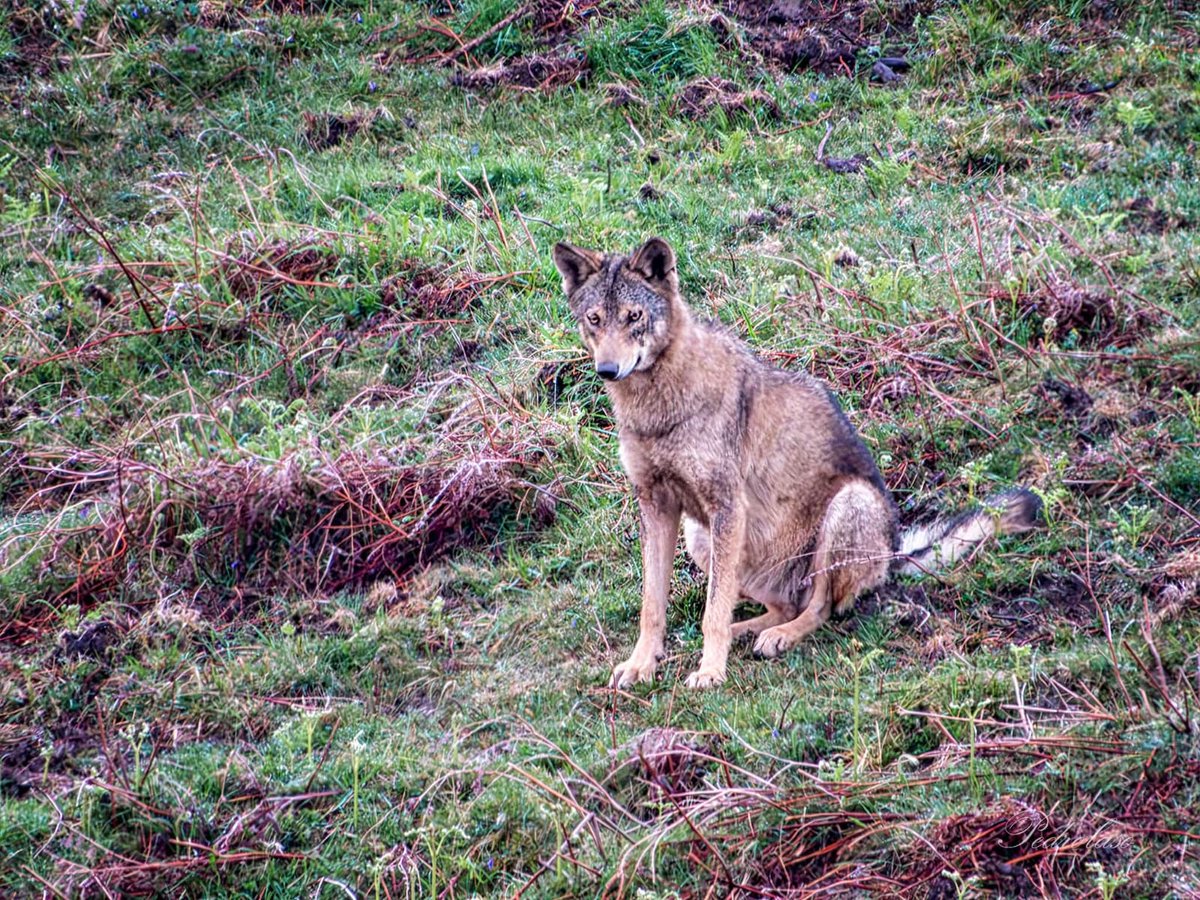 rafamerdel's tweet image. Delitos contra la fauna. Artículo 334.1.c) del Código Penal:

- Será castigado con la pena de prisión de 6 meses a 2 años quien realice actividades que impidan o dificulten su reproducción o migración.

ESTÁIS MATANDO #LOBAS RECIÉN PARIDAS Y CONDENADO A MUERTE A SUS LOBEZNOS.