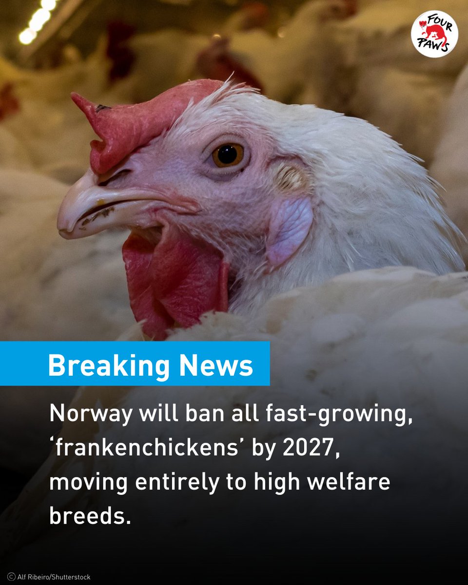 FOUR PAWS UK tweet media