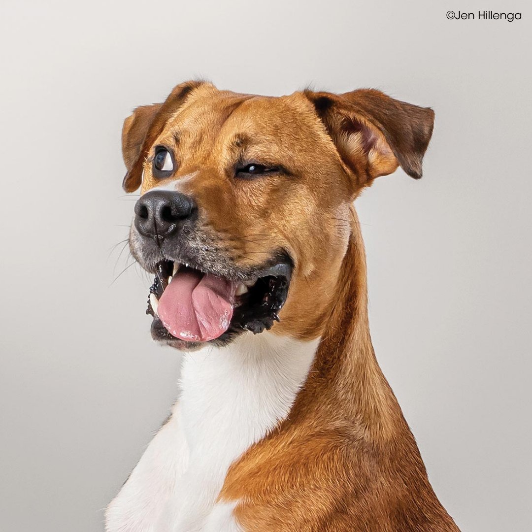 OurPPA's tweet image. Pet photographer Jen Hillenga uses New York City's sidewalks, bridges, and parks as her backdrop for dog portraiture, and her clients love it. ppa.com/ppmag/articles…