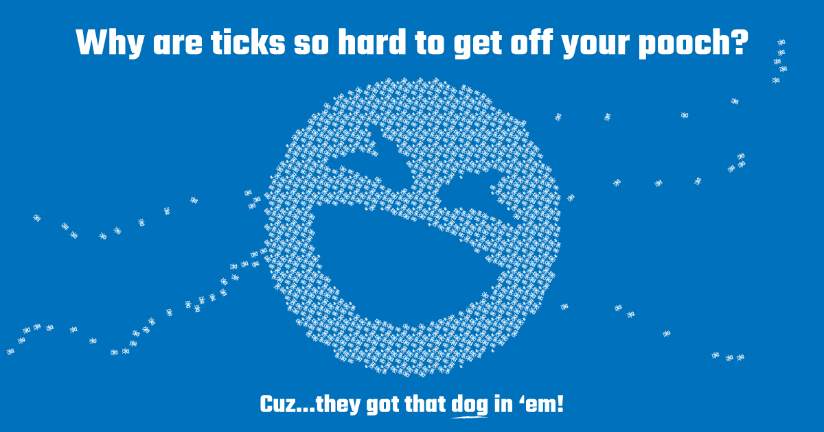 Champion Pest & Termite Control tweet media