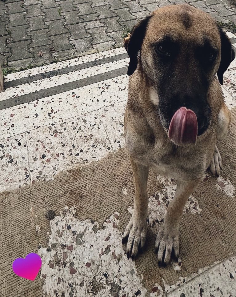 warolus_'s tweet photo. Ben bugün çok üzgünüm… Yıllardır köyde baktığım, hiç kimseye saldırmamış, kimseyi ısırmamış olan küpeli köpeği, diğer köpekleri toplarken almış @Patilikkocaeli. Ben kiracıyım, onu sahiplenebileceğim bir bahçeli evim yok, kurtarmak için yapabileceğim tek bir şey vardı onlara ulaşmak ama whatsapp ihbar hattından dönüş dahi yapmadılar zaten sahiplenmeden köpekleri barınaktan çıkaramıyorsunuz, barınak uzak, orada mı köpek onu da bilmiyorum. Nereye kadar devam edecek bu böyle, sokakta hiçbir canlı kalmayana kadar mı? Kaldı ki biraz sabretseniz küpeli köpekler zaten birkaç yıl yaşıyor, üremiyor da. İhbar üzerine alıyorlarmış köpekleri. Ben o ihbar edenleri de biliyorum, köpekleri yavruyken alıp işine yaramayınca sokağa salanlar da aynı kişiler! Yetkililer asıl onları denetleyip, onların bahçelerindeki, ahırlarındaki hayvanlara çip taktırıp,  sorumluluk yüklemek yerine neden hayvanlardan çıkartıyorlar acısını? Ben bu hayvana 3 sene gözüm gibi baktım, köyde mutluydu, alışmıştı o ortama, beni görünce sırıta sırıta bana koşuşu gözümün önünden gitmiyor. Onu görünce ben ondan daha mutlu oluyordum… Ne yapacaklar ona meçhul, uyutulur mu, hastalıktan mı ölür bilmiyorum? Ne derdi var insanların şu hayvanlarla ve bizimle anlamıyorum? 
#SokakHayvanlarıSahipsizDeğil #hayvanasiddetehayır