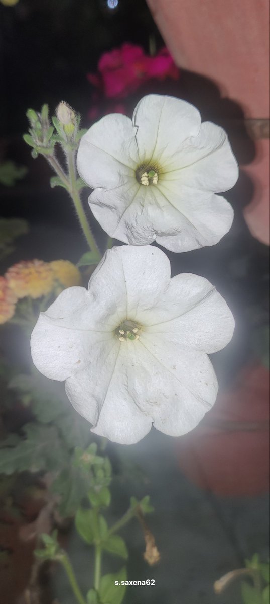 shalinisaxena6's tweet image. धूप चाहे जहाँ नज़र आये 
एक टुकड़ा तो मेरे घर आये..!