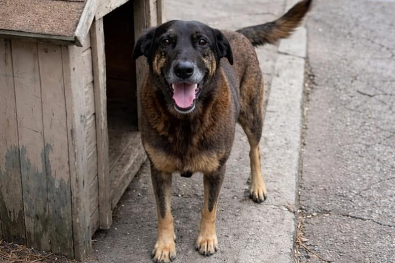 pedagogos começarão a ensinar: "não atire o pau no cachorro"?