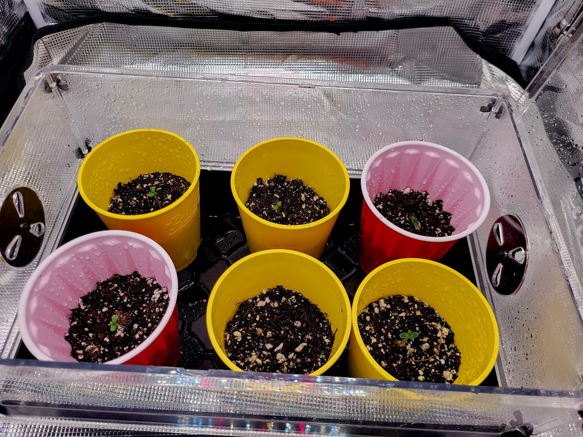 Trent'sGotAGarden tweet media