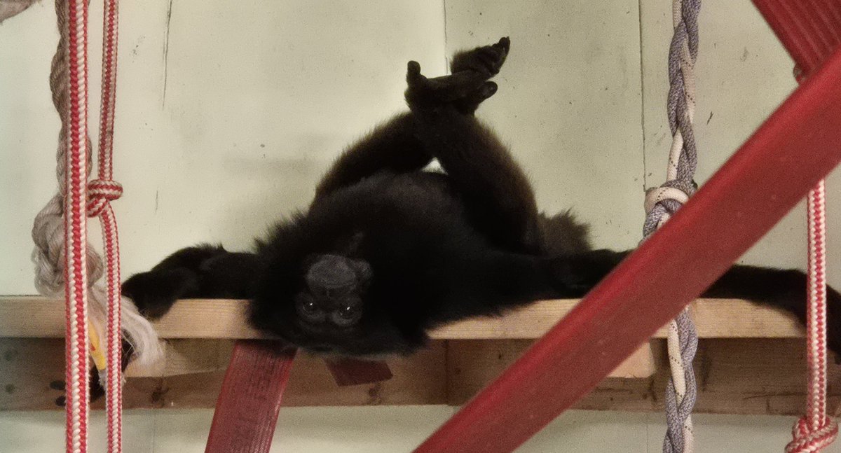 Monkey Haven🐵 tweet media