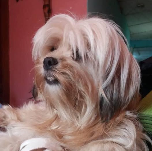 A64029345's tweet photo. Ella es candy se nos escapó de nuestro hogar desde el día miércoles.  En el sector manicomio , esquina la pistola.  Tiene 9 años.  04241547804 si alguien tiene alguna información nos escribe por favor. CASO DE TERCEROS https://t.co/CVYwJGLPAv