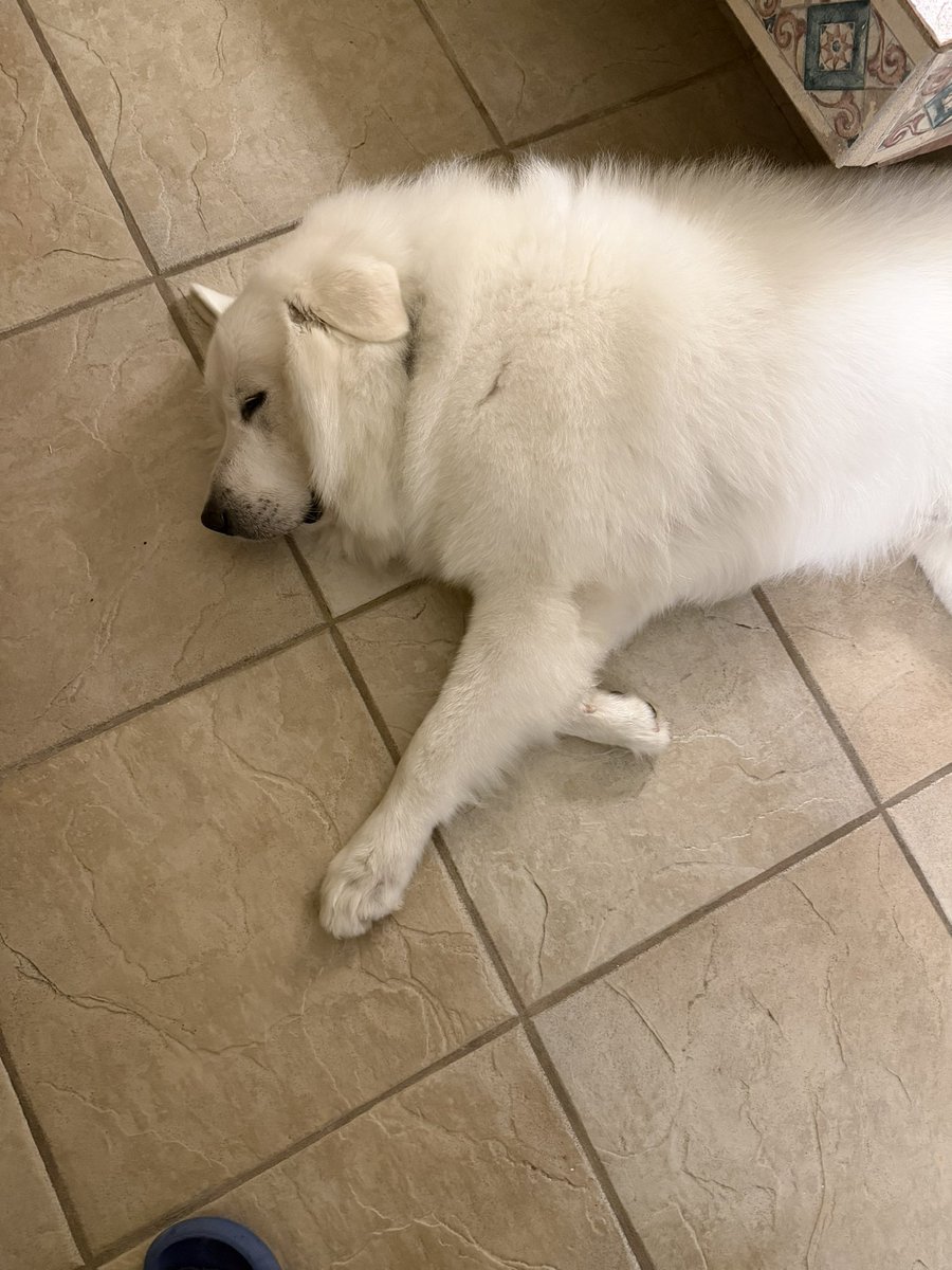 Diego Benítez Concha tweet media