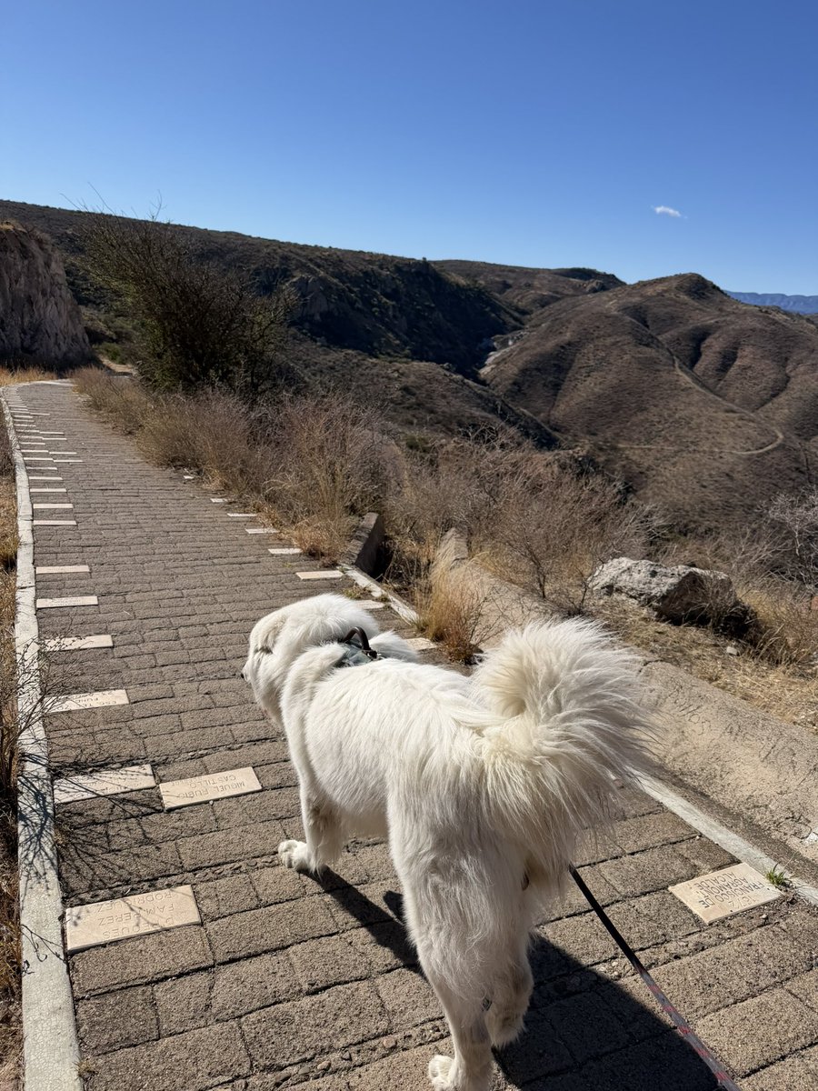 Diego Benítez Concha tweet media