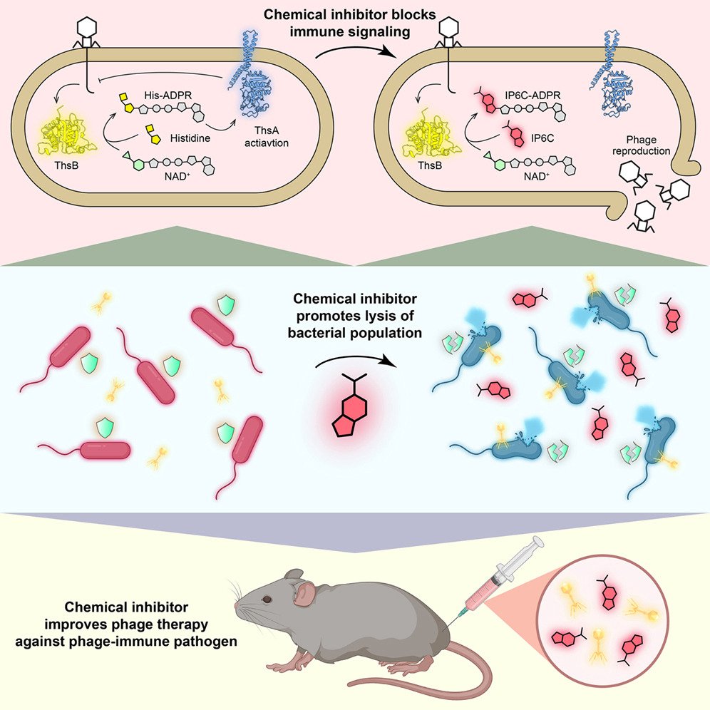 Cell Host & Microbe tweet media