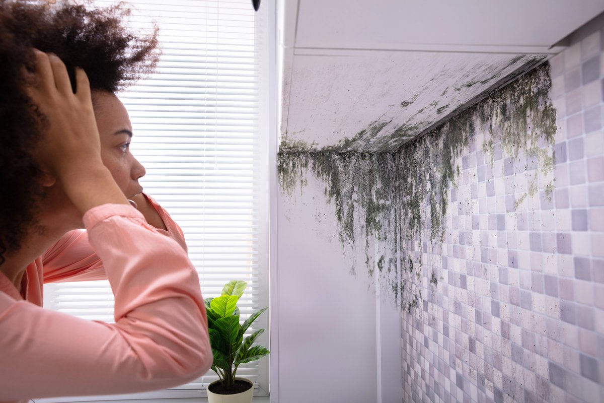GoTeamIDry's tweet photo. Smart owners don’t wait for visible mold. They act when moisture shows up.  TEAMiDRY https://t.co/sJmYHAOT3m