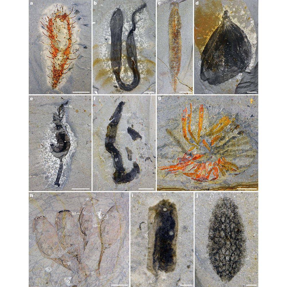 Nature Portfolio tweet media