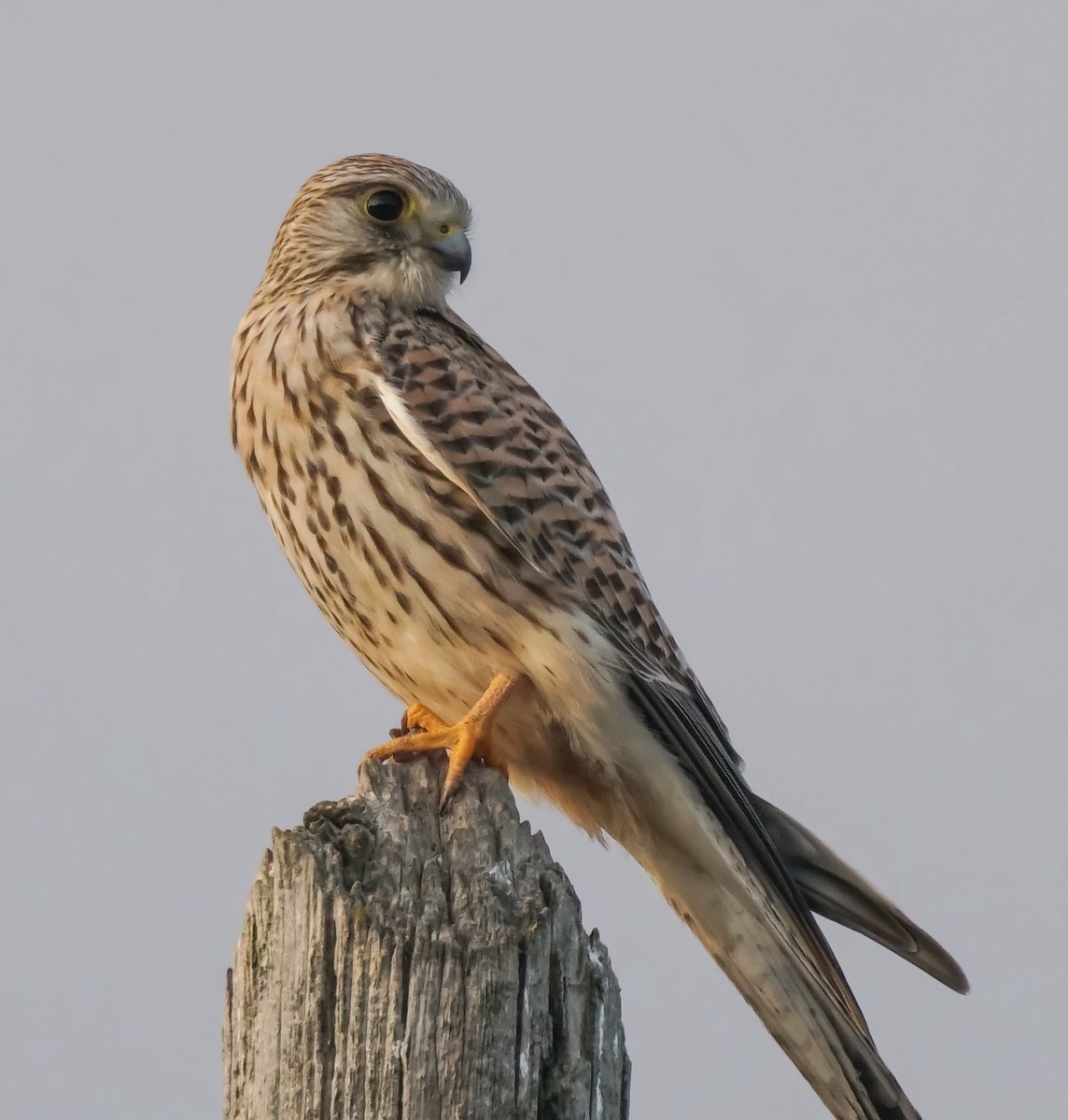 jmpicasprat's tweet photo. #xoriguer #cernicalo #casserres #berguedà #ocells #ocellsdecatalunya #birds #ocellsdavui @birdcatalunya https://t.co/mk03M6cCY3