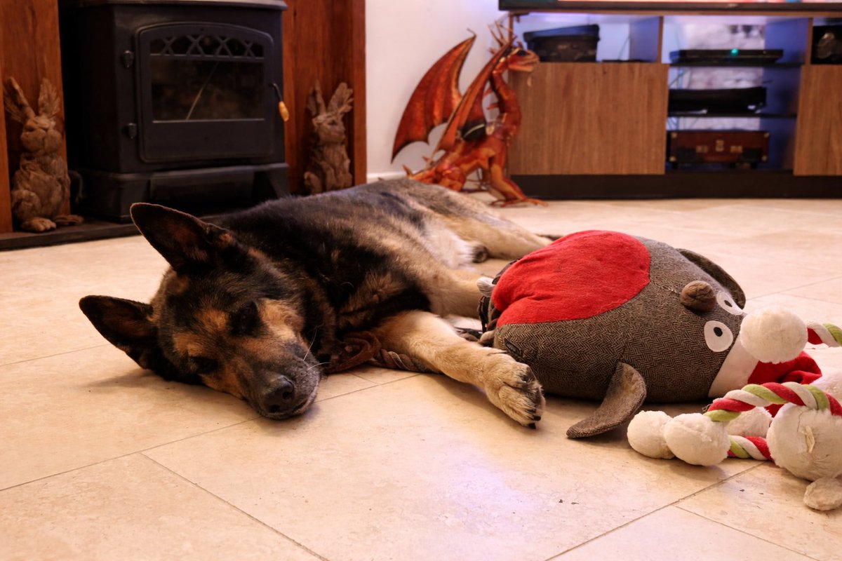 Retired Police Dog Quest tweet media