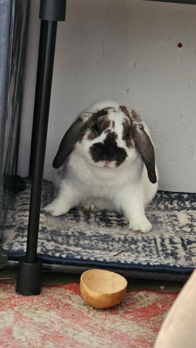 Posición de ataque
🐇⚔️
Attack position 
#rabbit #bunny #conejo  #うさぎ #coelho #cute #alfajor
