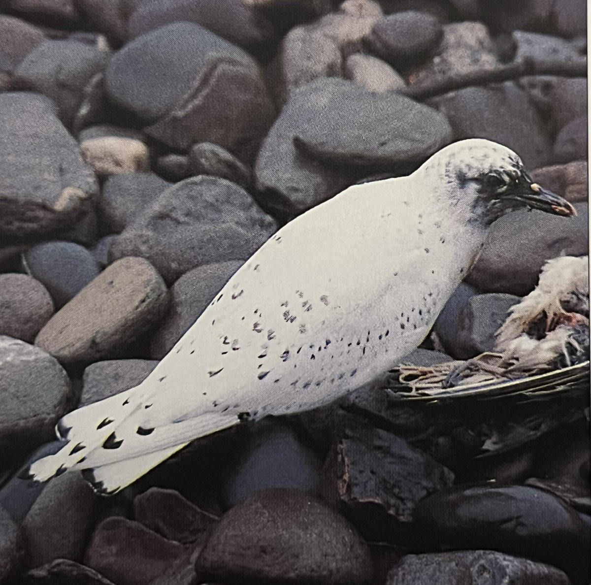 Ian Foster tweet media