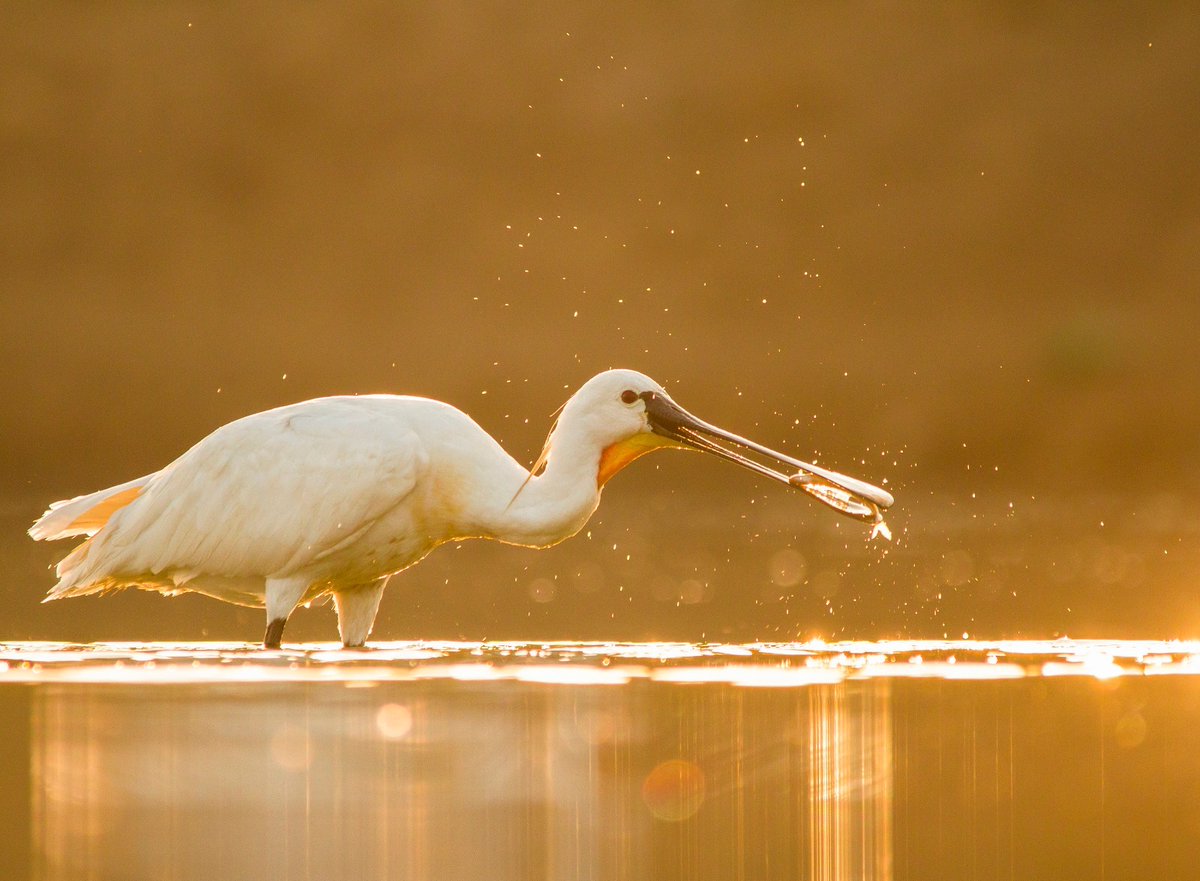 moefcc's tweet photo. India continues to strengthen wetland conservation efforts.

Patna Bird Sanctuary in Etah, Uttar Pradesh, and Chhari-Dhand in Kutch, Gujarat have been designated as #Ramsar Sites.

India’s Ramsar network has grown by over 276%—from 26 sites in 2014 to 98 today. https://t.co/kcXrYQMJy3