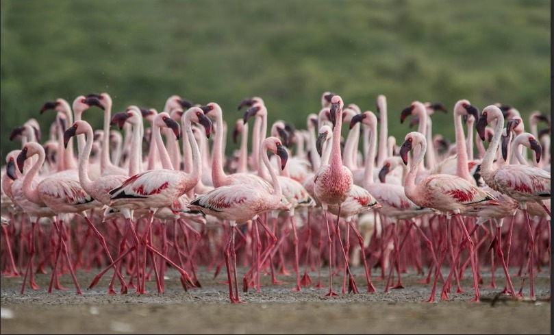 moefcc's tweet photo. India continues to strengthen wetland conservation efforts.

Patna Bird Sanctuary in Etah, Uttar Pradesh, and Chhari-Dhand in Kutch, Gujarat have been designated as #Ramsar Sites.

India’s Ramsar network has grown by over 276%—from 26 sites in 2014 to 98 today. https://t.co/kcXrYQMJy3