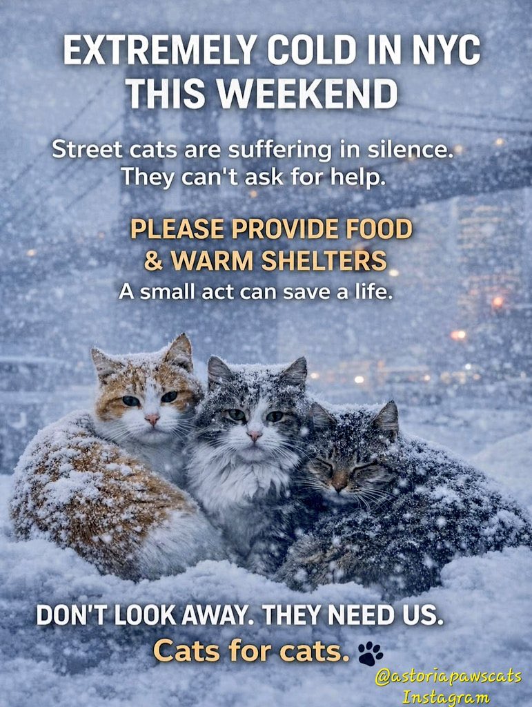 domdyer70's tweet image. Please help protect New York’s street cats