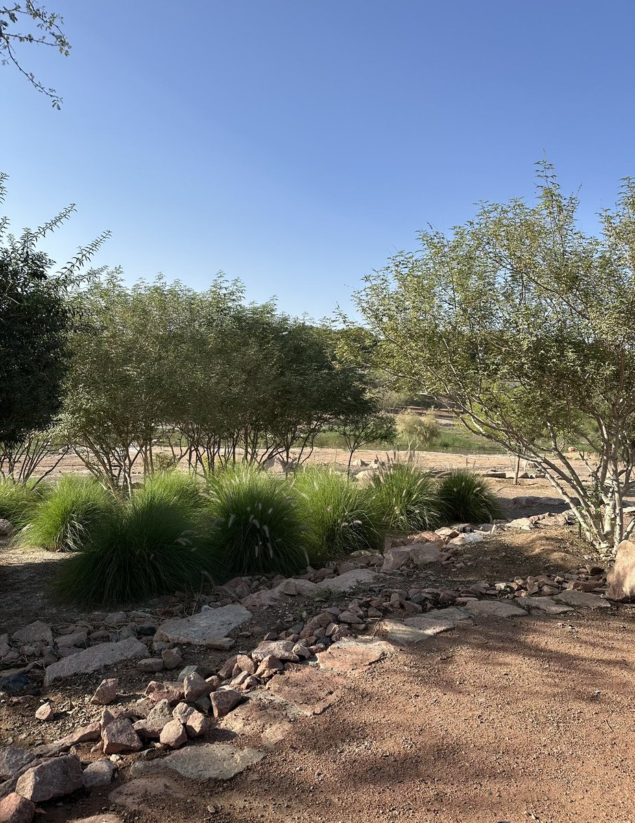 #وادي_العقيق المبارك في #المدينة_المنورة .. عصر اليوم 👌