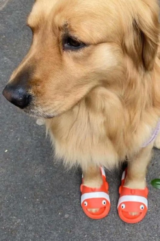 DiloConPerritos's tweet photo. Es que también tú, ponte en mis chanclitas… https://t.co/Fg6muRvm0b