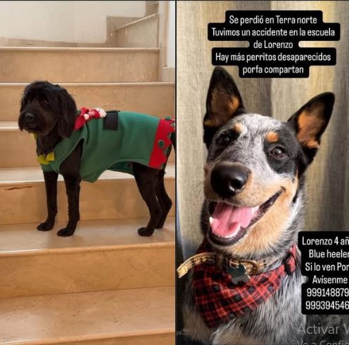 #Mérida | Buscan a dos perros extraviados en tras un ataque de abejas en Mérida; hay dos personas hospitalizadas

yucatanalamano.com/buscan-a-dos-p…