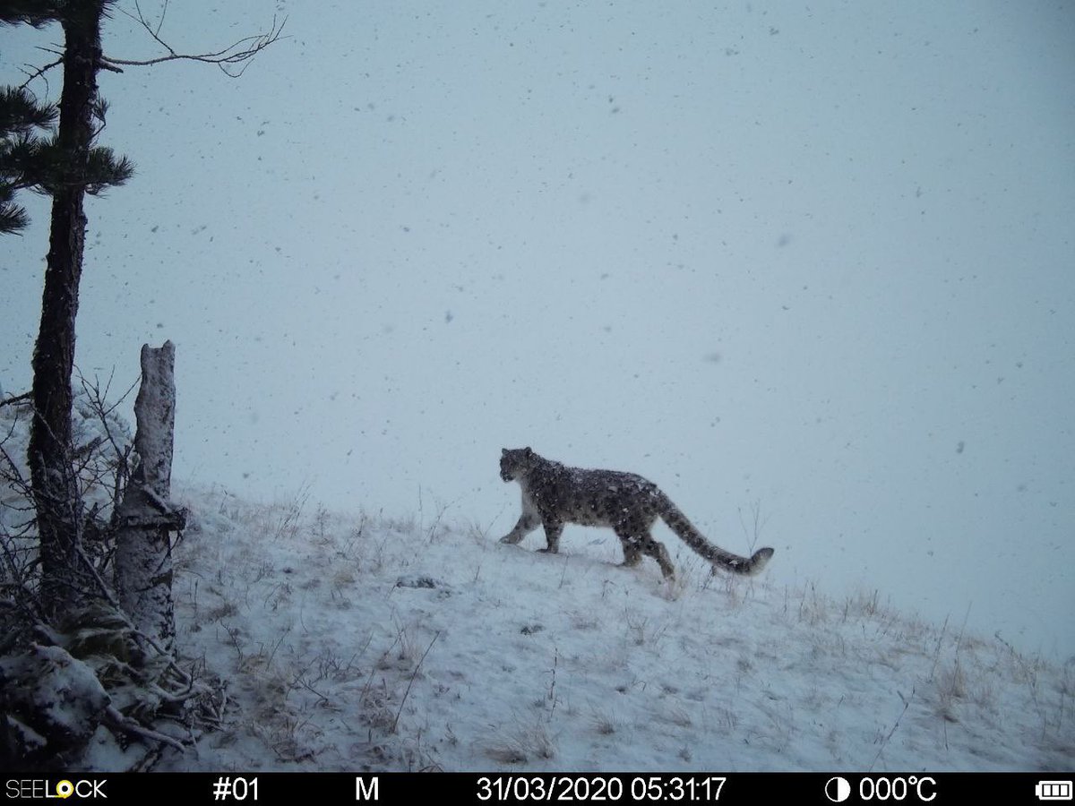 trailcam (@trail_cams) on Twitter photo 