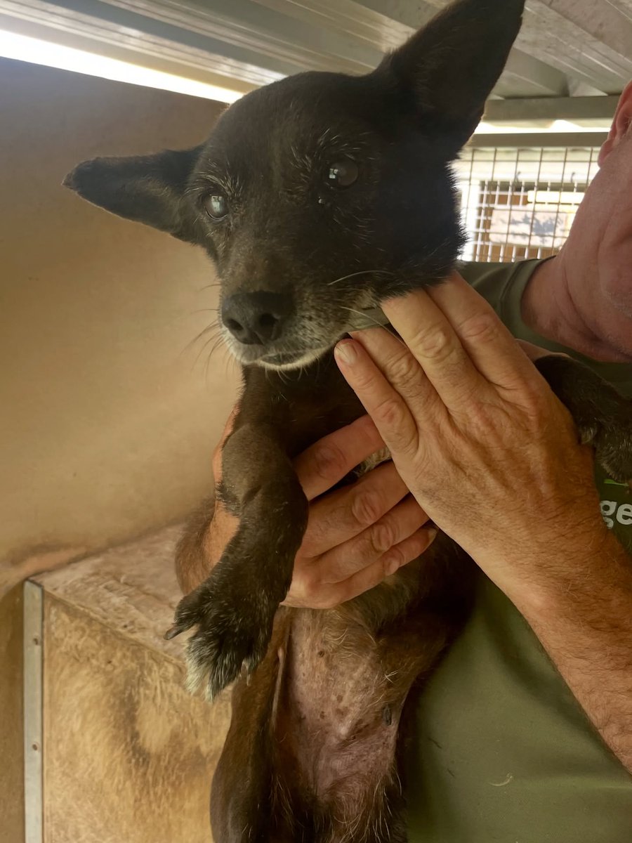 #FUERTEVENTURA
Se necesita hogar urgente para dos perritos muy mayores pequeños, de 15 y 14 años. Son macho y hembrita.

Muy tranquilos y buenos
No piden paseos largos ni juegos, solo compañía y cariño en esta etapa de su vida.

Solo necesitan un sitio calentito, calma y mucho