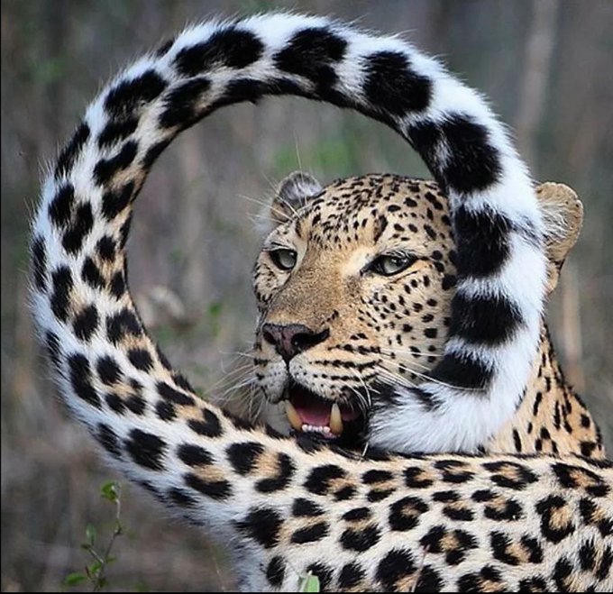 Rainmaker1973's tweet image. A definitely photogenic leopard