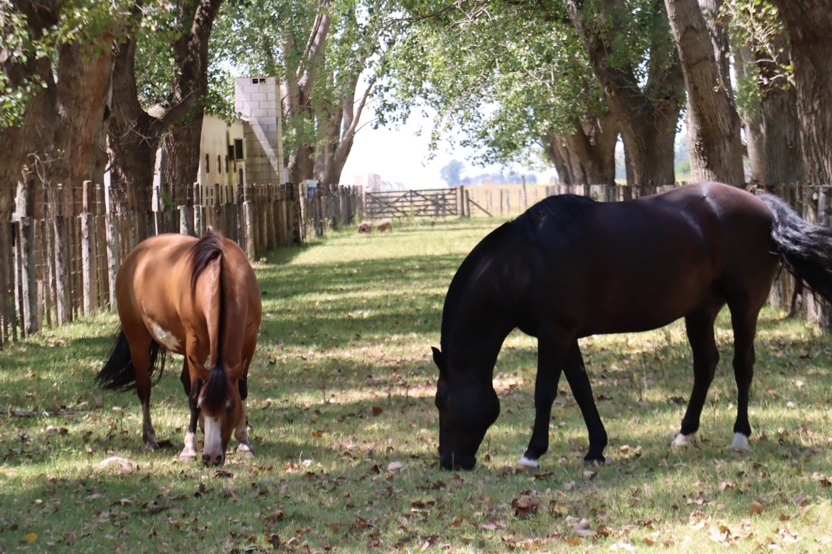 Municipalidad de Pila tweet media