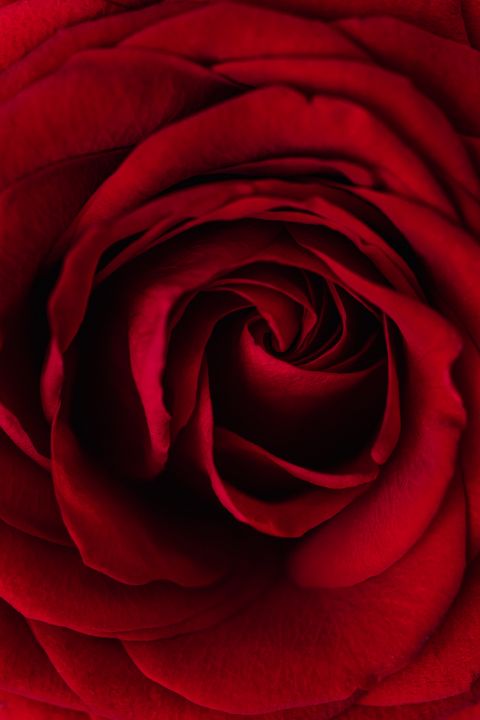 MTabilis's tweet photo. Art of the Day! "Red Rose in Bloom by Mac Tabilis". Buy at: https://t.co/VNXcj7o6pZ https://t.co/Y4jidXFjAs