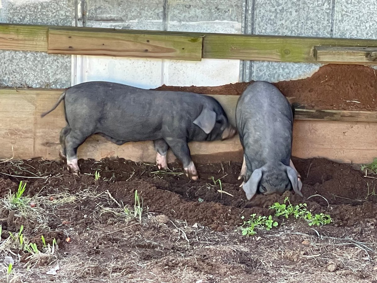 Brian Briscoe tweet media