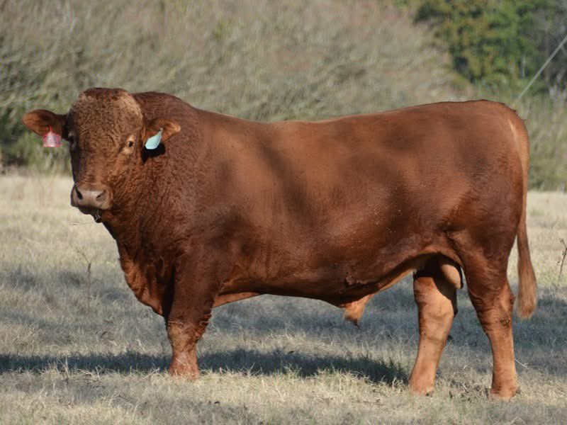 Brian Briscoe tweet media