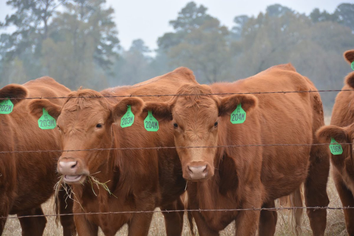 Brian Briscoe tweet media