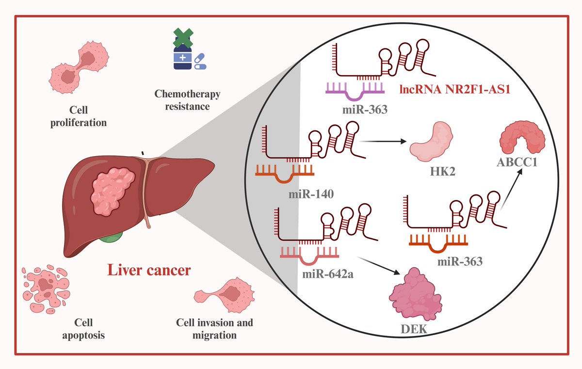 Long non-coding RNA NR2F1-AS1: an increasingly significant LncRNA in ...