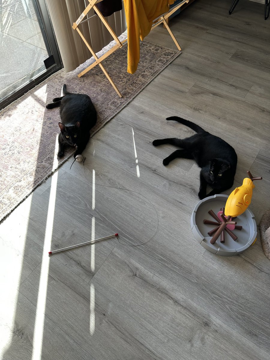 RonPlacone's tweet image. A statement from Luna and Livorno: We support the #GeneralStrike. Obviously. FFS one of us is named Livorno. However, we will note to avoid any confusion that feeding, litter box cleaning, treats, and playtime is exempt-from-strike labor. No further questions.
