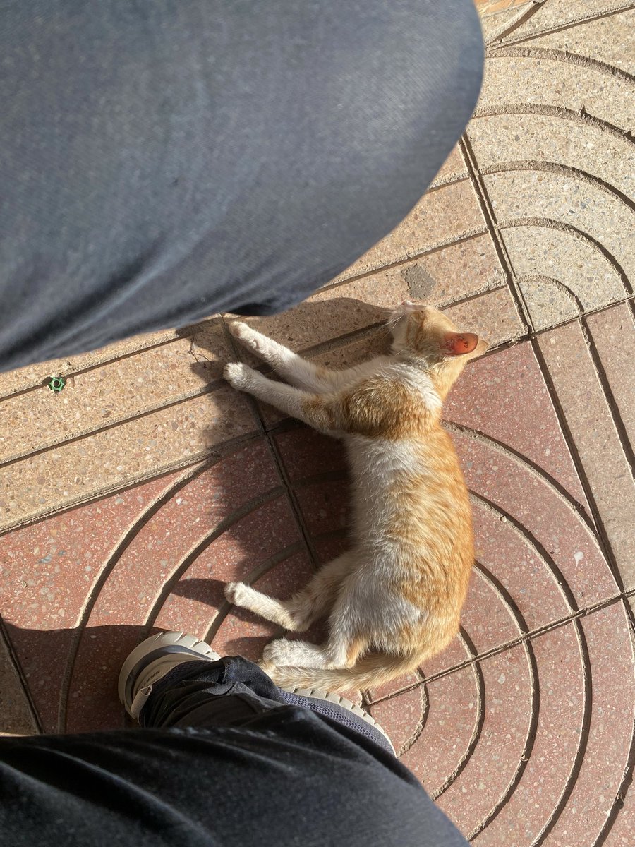 bakrim2000's tweet image. enjoying her sunbathing..🐈🐾
#Catoftheday
