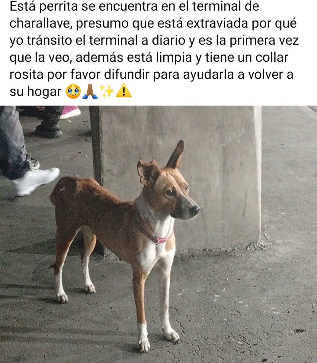 Atención ↔️ Puede estar EXTRAVIADA