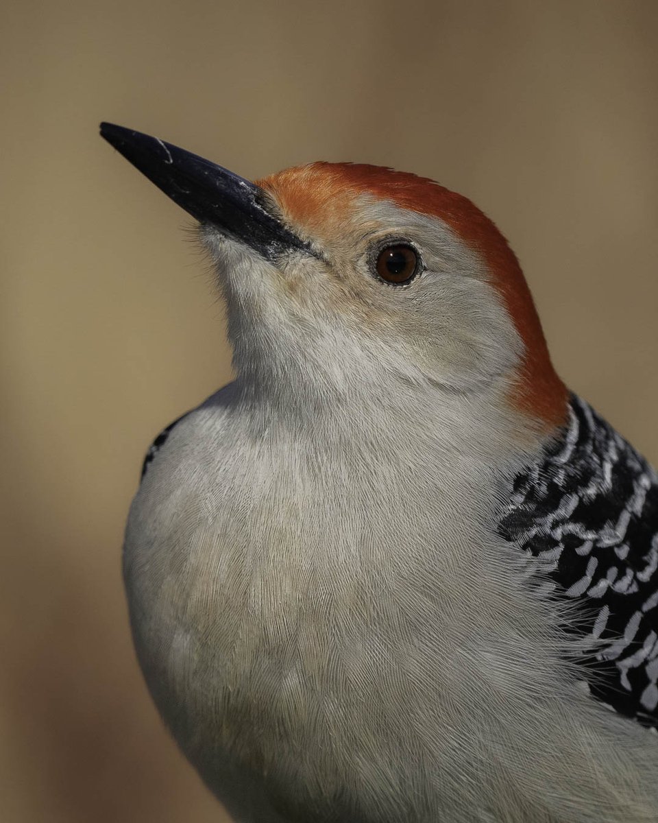 DR Photos - David Reid Photography🐦 tweet media
