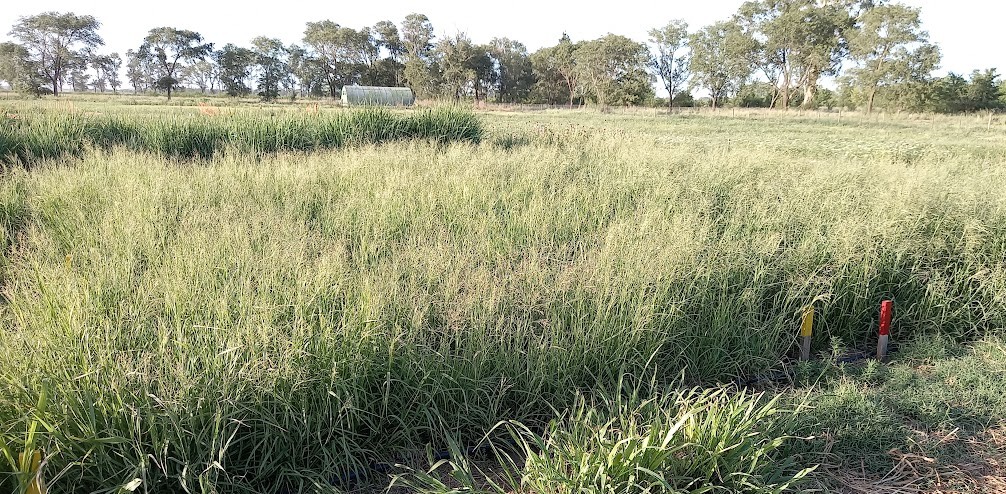 Estudian efectos del nitrógeno en la producción de gramíneas forrajeras

Un modelo de simulación del INTA, el <a href="/CONICETDialoga/">CONICET Dialoga</a> y la <a href="/noticiasUNSL/">UNSL</a> permitió identificar que el nitrógeno es el factor que más condiciona la productividad de Panicum coloratum.

👉🏼bit.ly/4rtb3SF