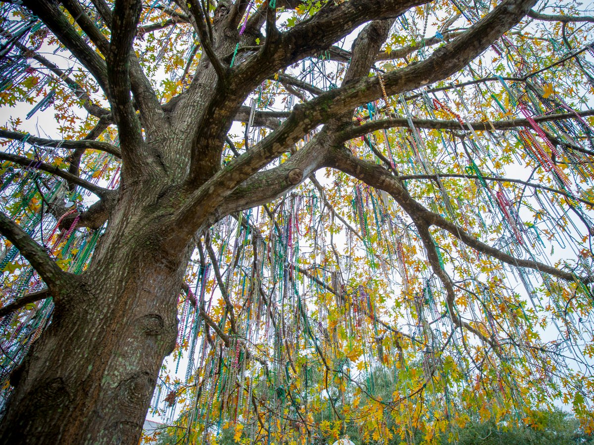 Tulane University tweet media