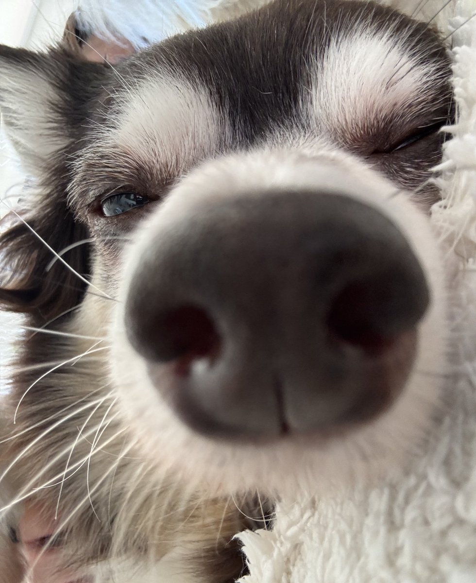 lehnnaz's tweet photo. o cellbit pariu o lobinho serio https://t.co/avVfxBtKt5