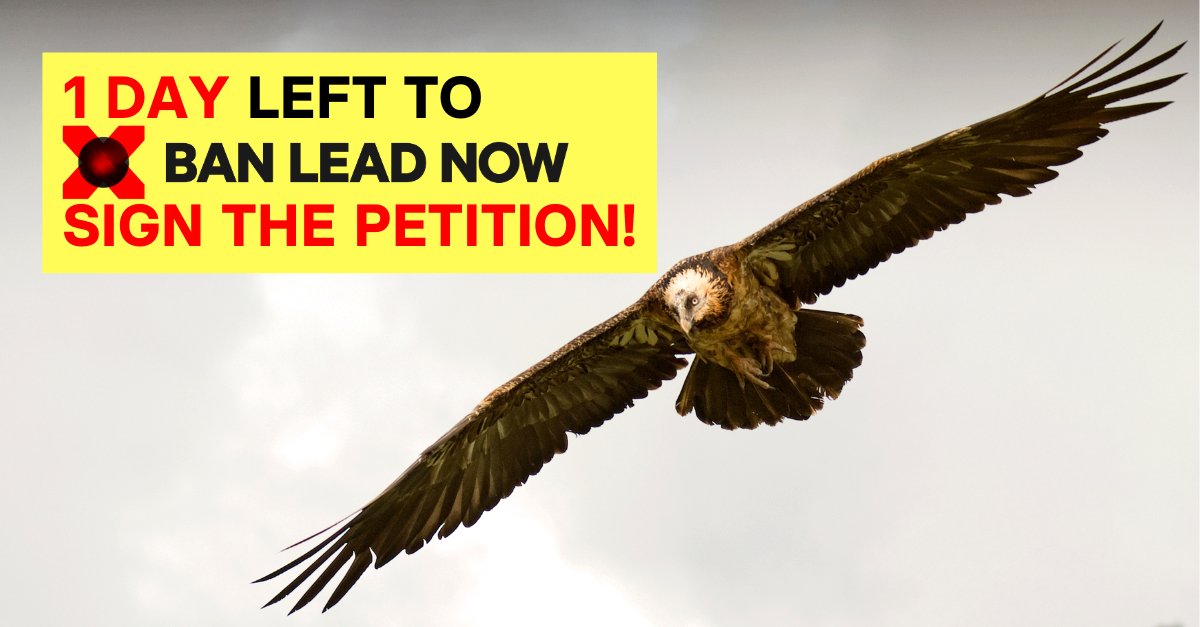 1 day left to sign our #BanLeadNow petition! Demand a strong ban on lead ammunition &amp; fishing weights. Lead poisons wildlife, puts children’s health at risk, &amp; has no safe level of exposure. Public pressure matters ✍️banleadnow.com/get-involved/