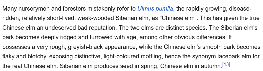 Avorne's tweet photo. Chinese elm: elegant, mottled, beloved. Siberian elm: DISEASE-RIDDEN WEAK-WOODED DISAPPOINTMENT. https://t.co/AhWDZ2OrIK
