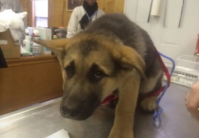 king of hearts_png tweet media