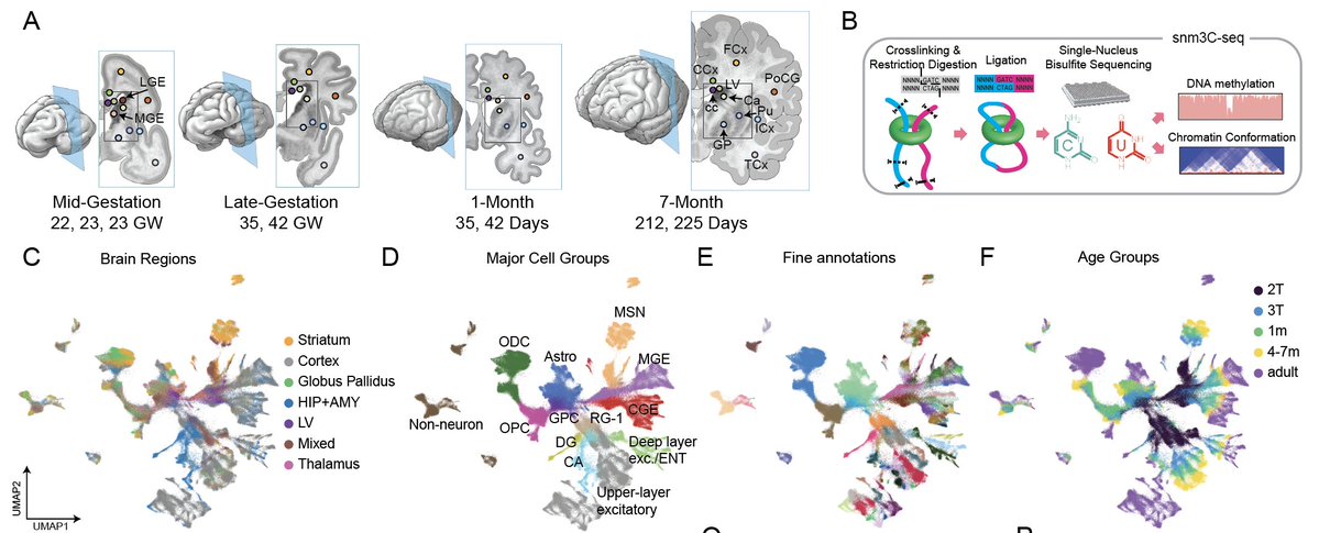 Chongyuan Luo tweet media